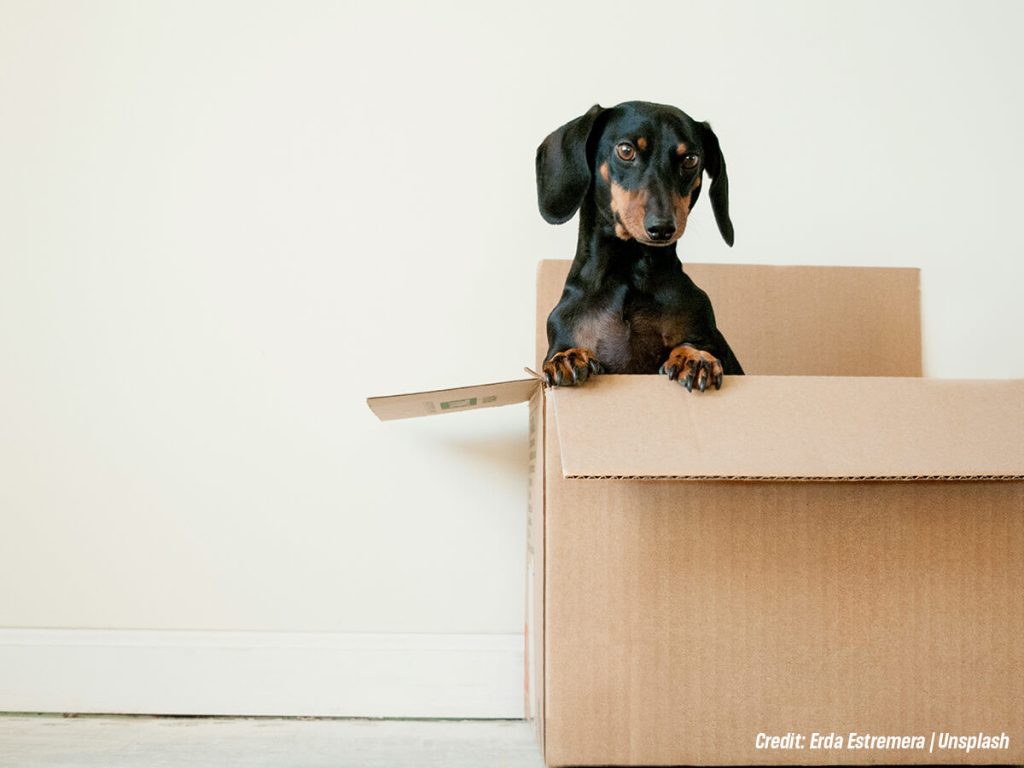 Relocating-with-Household-Pets