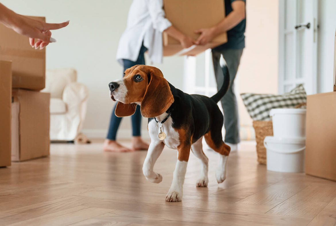 How to Safely Transport Pets on a Long-Distance Move Across Canada: 10 Essential Tips