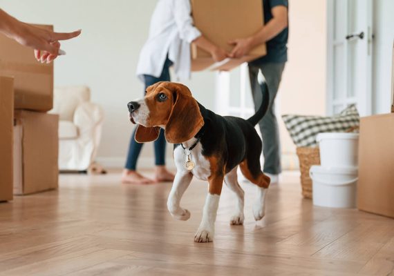 How to Safely Transport Pets on a Long-Distance Move Across Canada: 10 Essential Tips