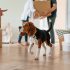 How to Safely Transport Pets on a Long-Distance Move Across Canada: 10 Essential Tips