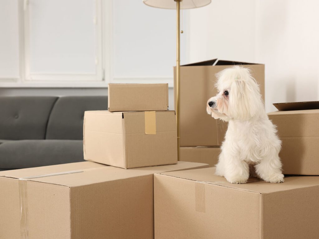 Maintain-Climate-Control-and-Never-Leave-Pets-Unattended