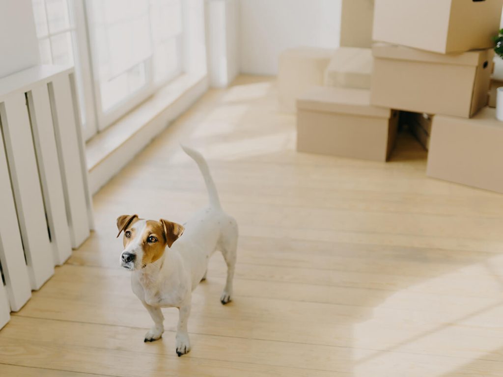 Schedule-a-Comprehensive-Pre-Move-Veterinary-Visit